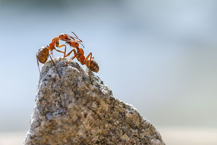 End Your Ant Hills: Proven Methods to Keep Ants Out for Good!